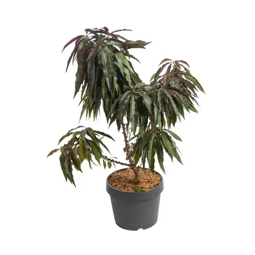 Qualité au jardin:Pecher Nain Bonanza. Le pot de 7 litres
