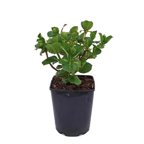Accessoire jardin:Hortensia Macrophylla à grandes fleurs. Le pot de 2 litres