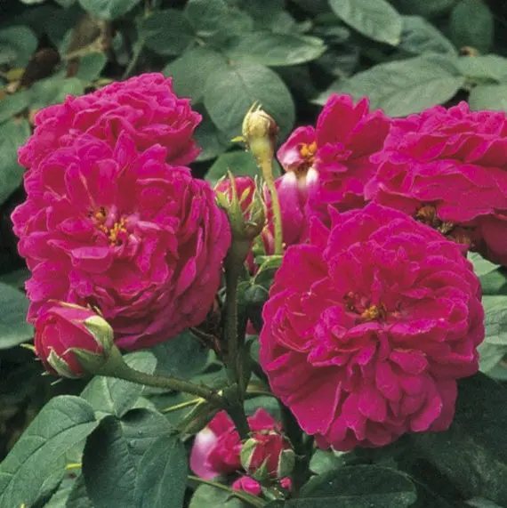 ROSIER ROSE DE RESCH AB