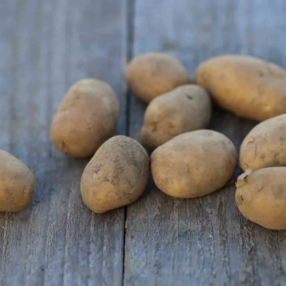 POMME DE TERRE POMPADOUR NT