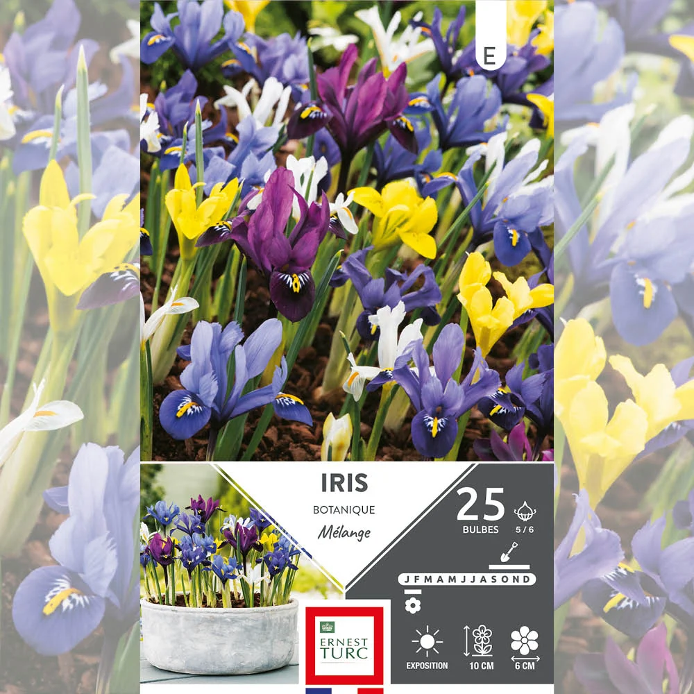 IRIS BOTANIQUE EN MÉLANGE