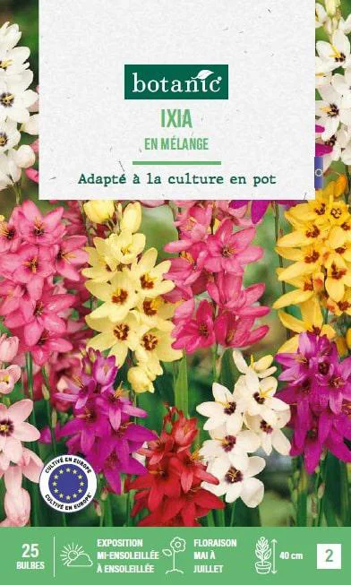 Pratique jardin:Ixia hybride en mélange botanic® - 25 bulbes