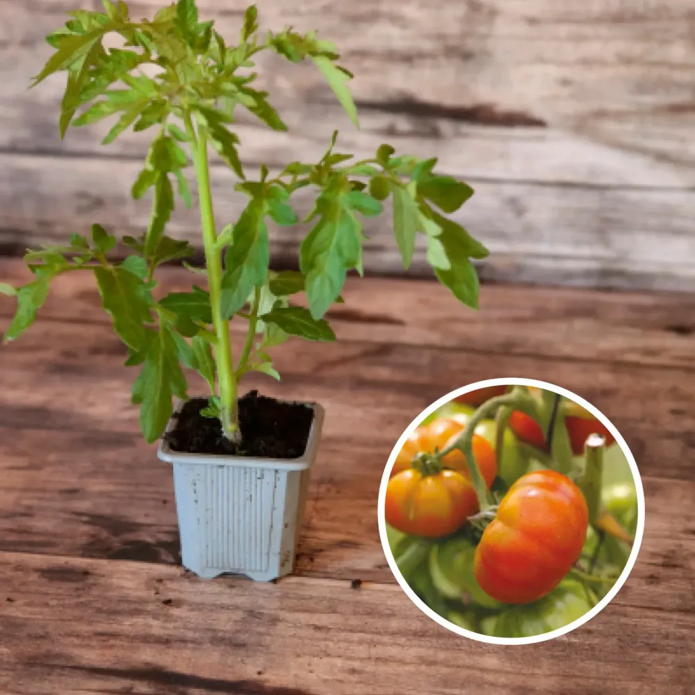 TOMATE REINE DES HÂTIVES AB - PLANT