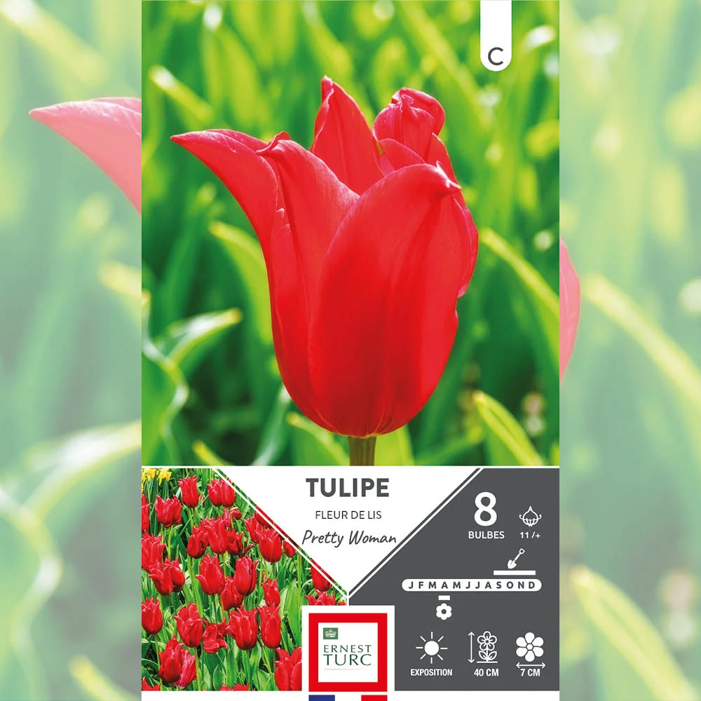 TULIPE FLEUR DE LIS PRETTY WOMAN