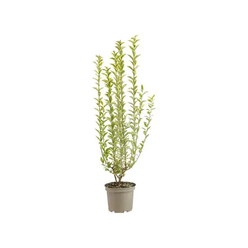 Jardin & extérieur:Ligustrum Ibota Musli® - 7 L