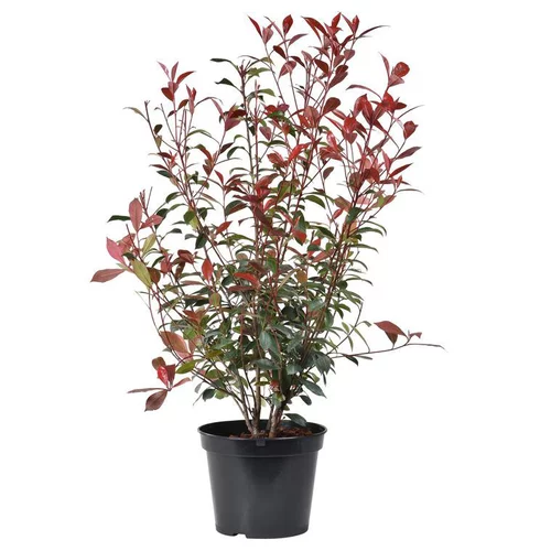 Choix nature：Photinia fraseri carré coloris rouge. Le pot de 5 litres.