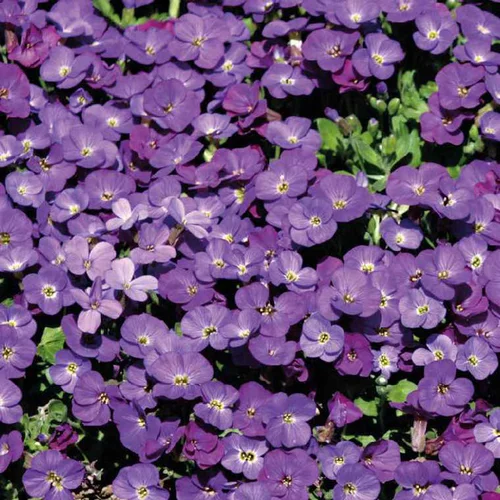 Facile extérieur：Aubriete grosses Fleurs violette - Le pot de 9 x 9 cm