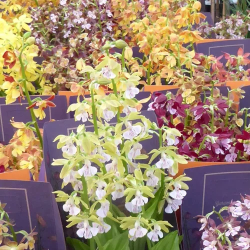 Accessoire jardin:Orchidee Vivace Calanthe - Le pot de 12 cm