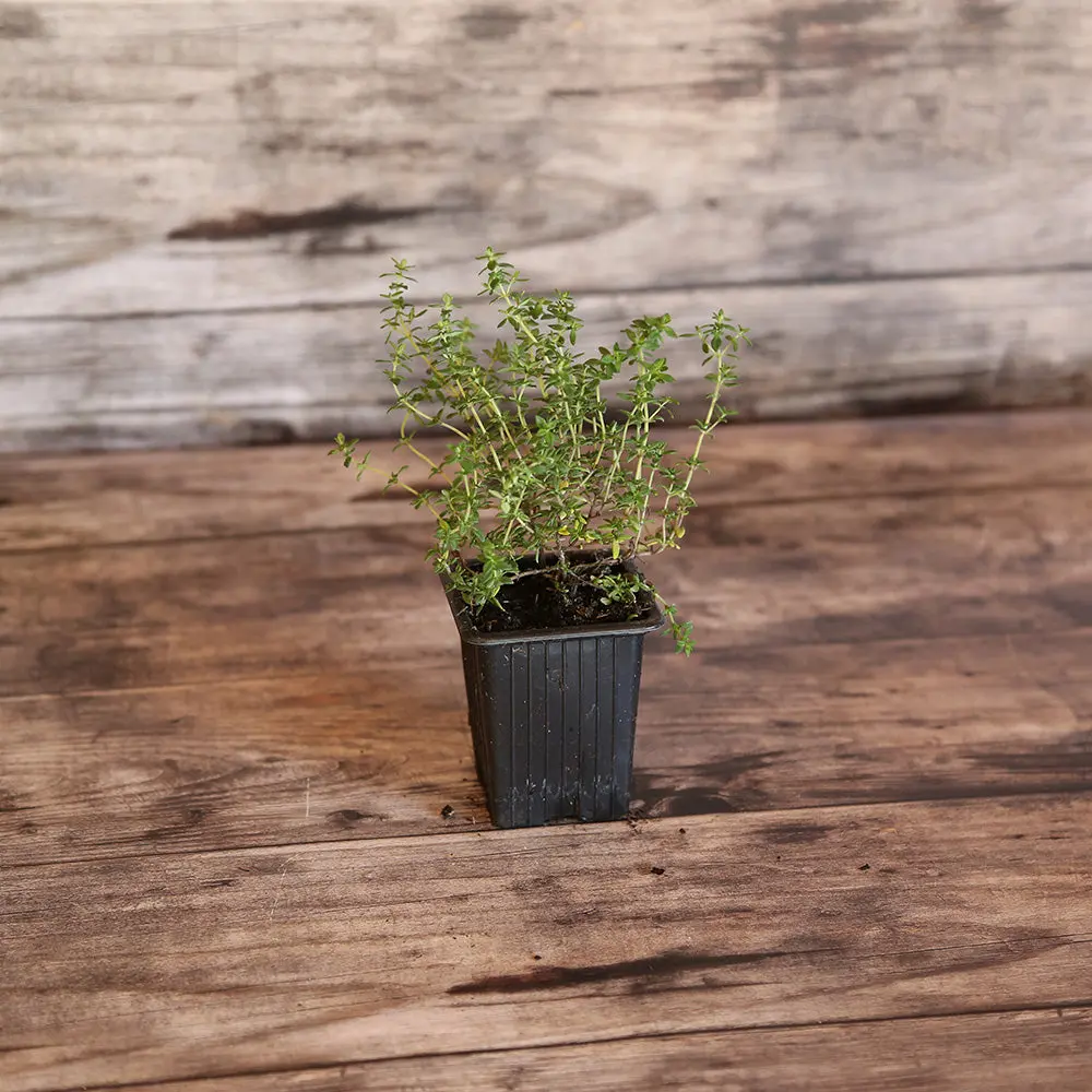 THYM COMMUN AB - PLANT
