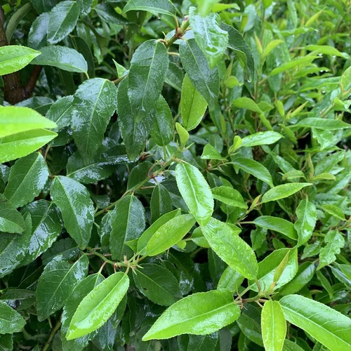 Extérieur tendance:Laurier du Portugal Angustifolia vert. Le pot de 12 litres