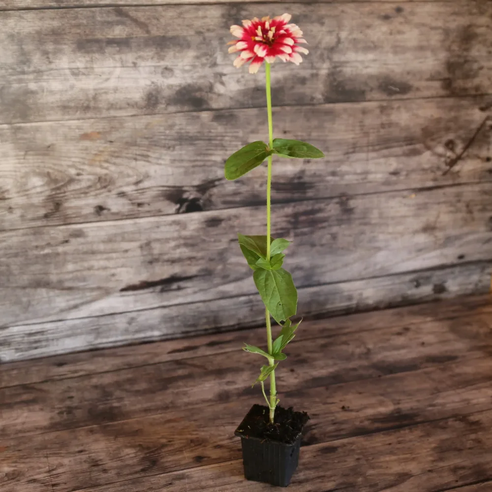 ZINNIA MAZURKIA AB - PLANT