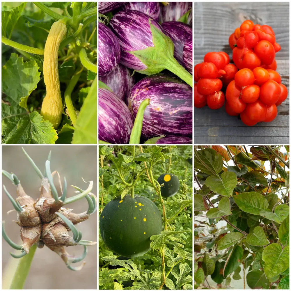 SÉLECTION "CURIOSITES A PLANTER"