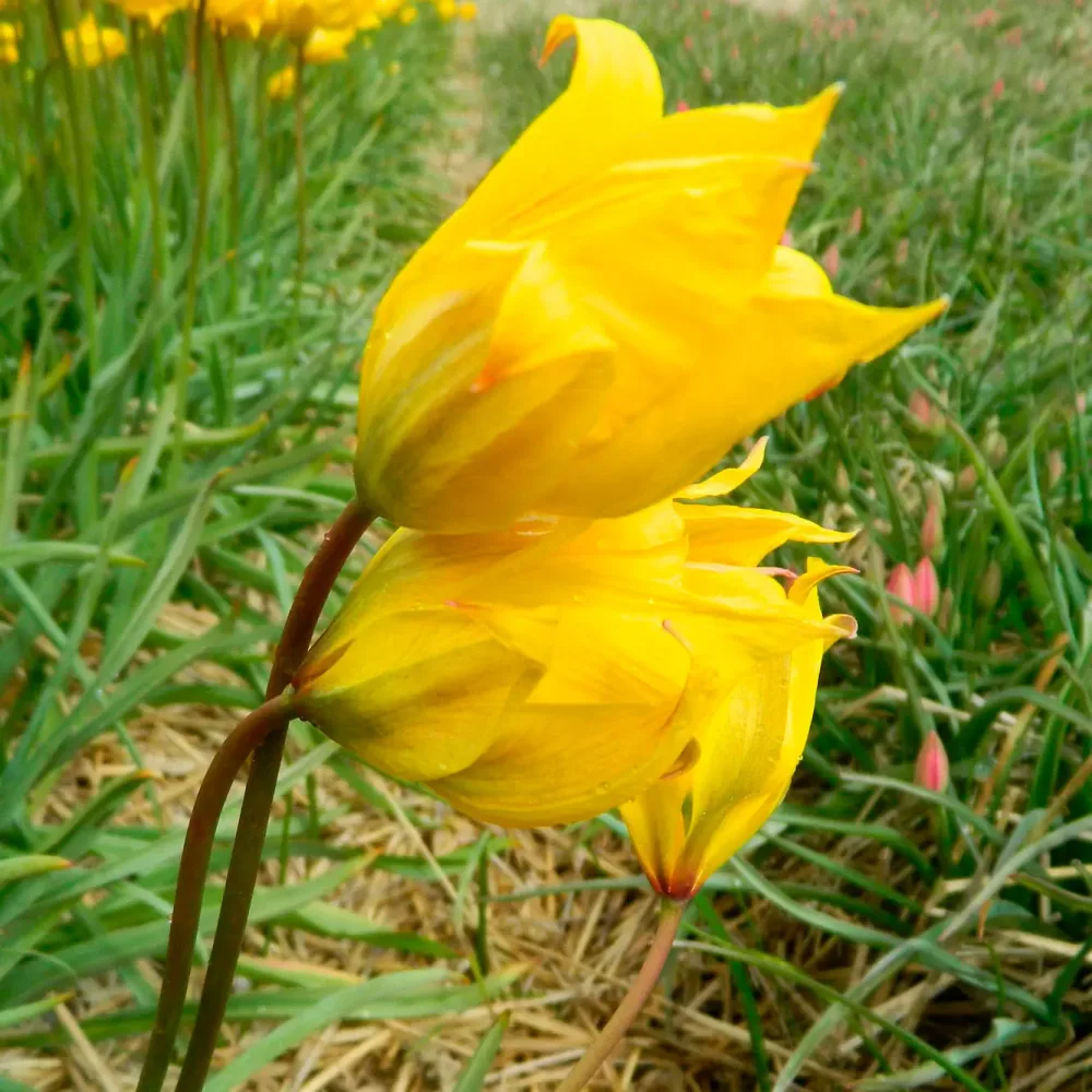 TULIPE SYLVESTRIS AB