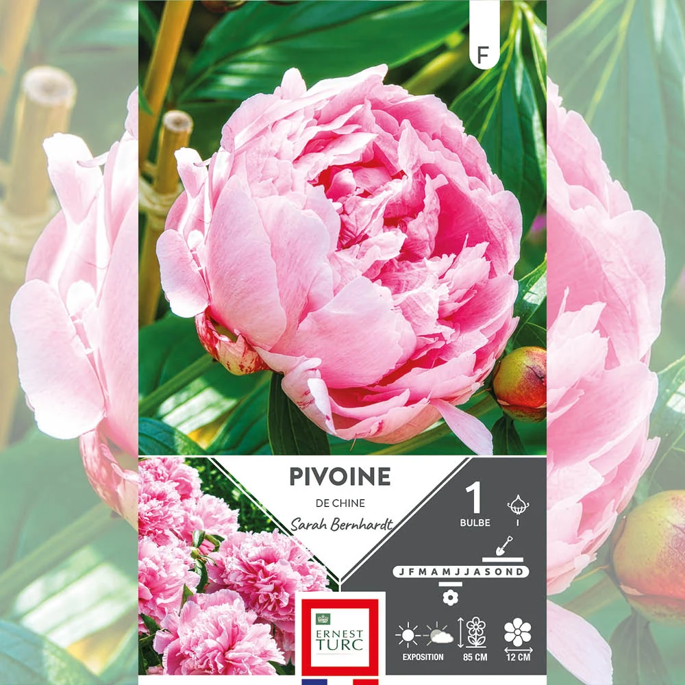 PIVOINE SARAH BERNARDT