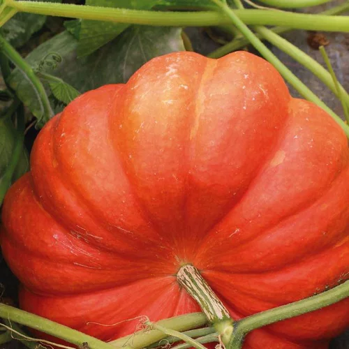 Jardin au naturel：Courge Rouge Vif D'Etampes Bio. La barquette de 3 plants