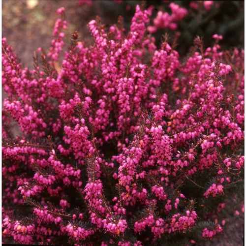 Pour votre confort en extérieur:Bruyère d'hiver ou Erica darleyensis à fleurs roses - Le pot Ø 14 cm