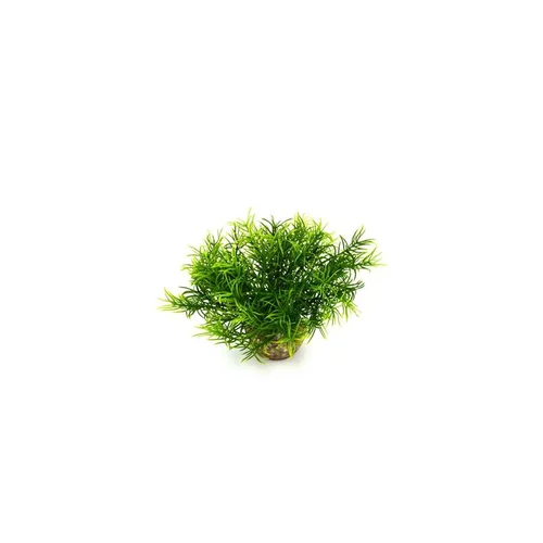 Jardin et confort:Massif de sprengeri vert en plastique 12 cm