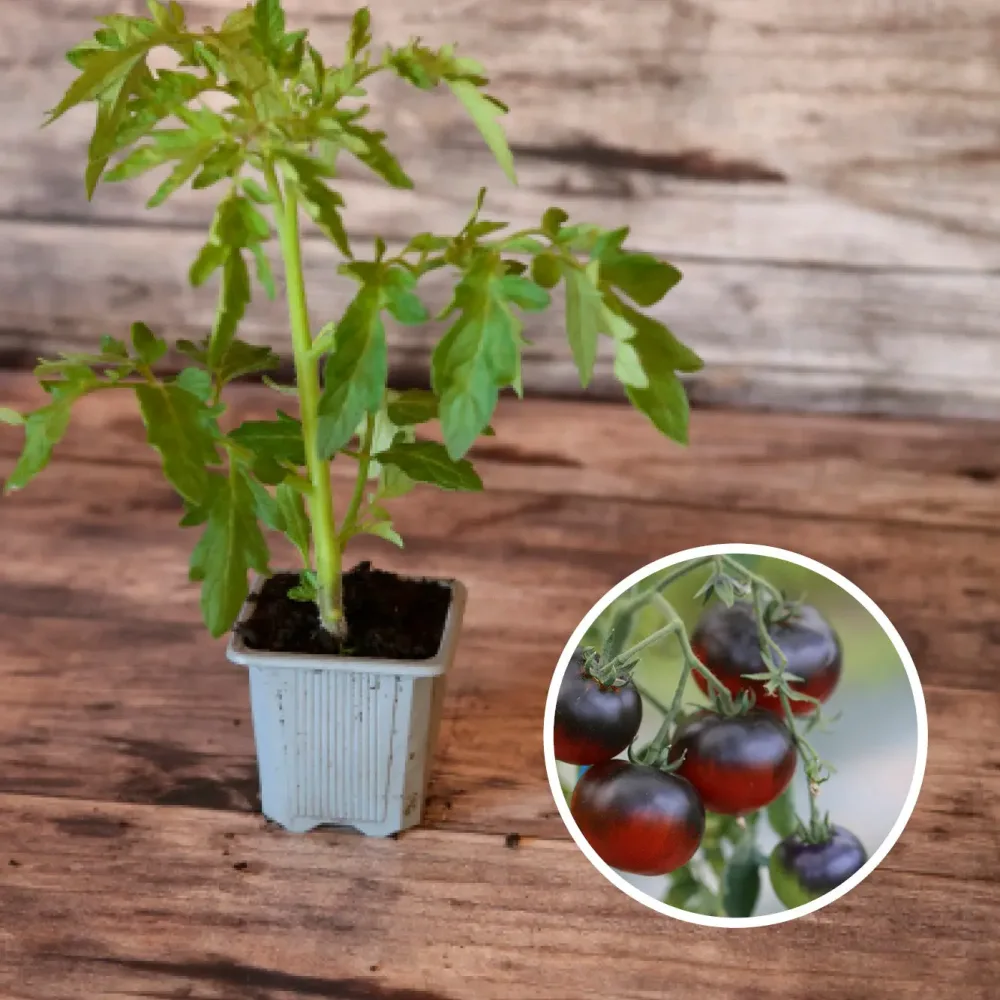 TOMATE OSU BLUE AB - PLANT