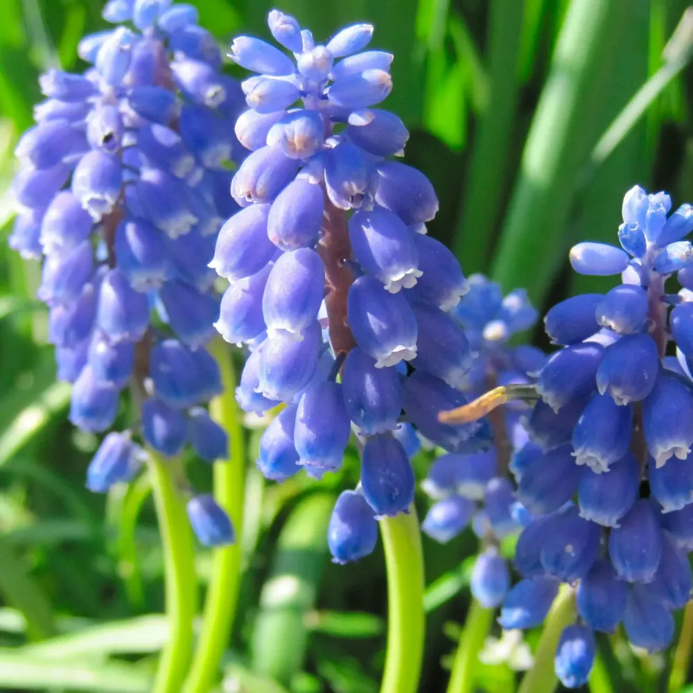 MUSCARI ARMENIACUM AB