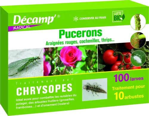 Espace vert facile：Chrysopes 100 larves