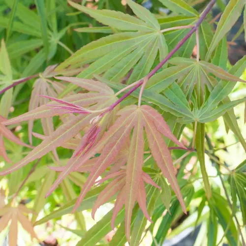 Qualité extérieur：Erable du Japon (ACER PALMATUM SCOLOPENDRIFOLIUM ) Le pot de 7 litres