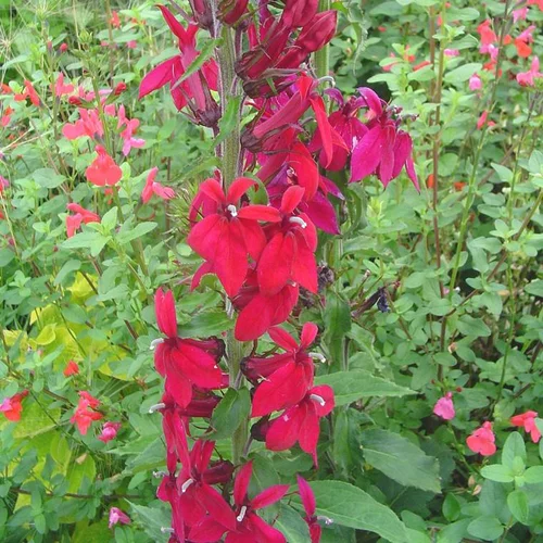 Pour vivre le jardin autrement:Lobélie queen victoria rouge en pot de 2 L