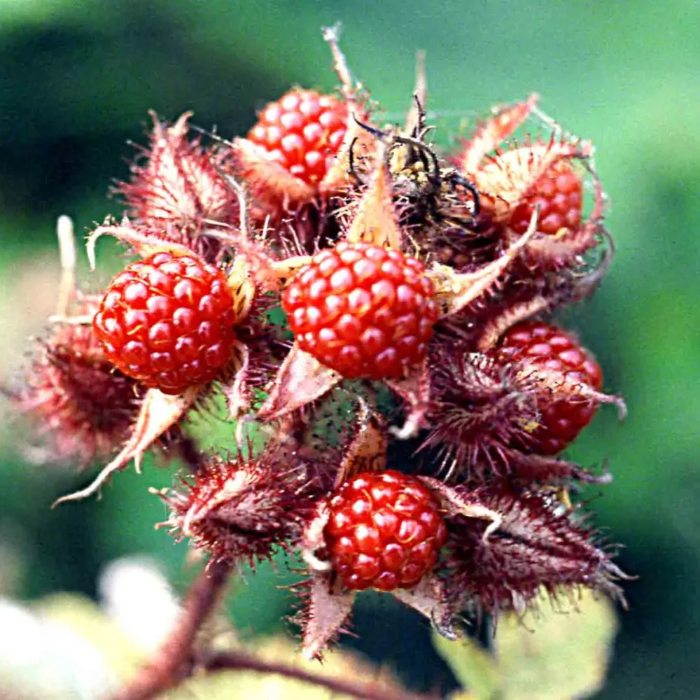 MÛRIER RAISIN DU JAPON AB - PLANT