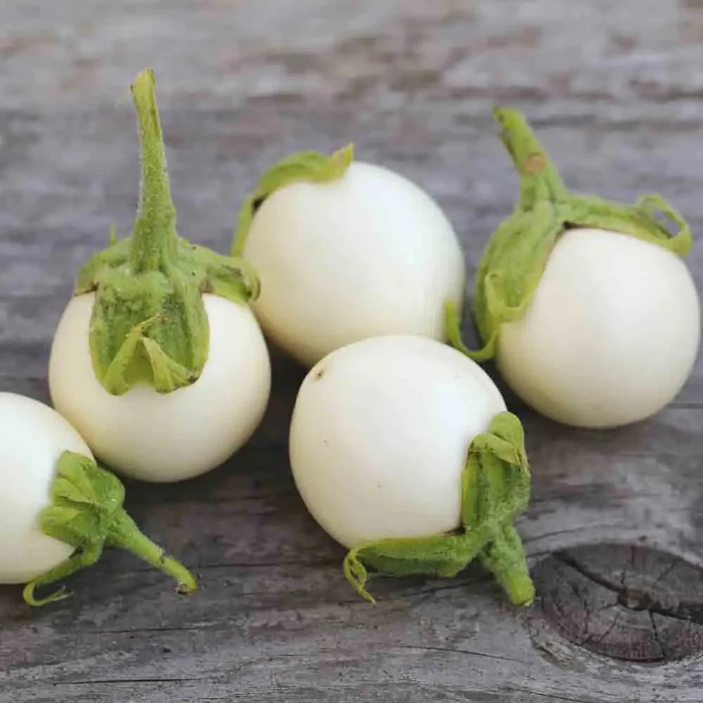 AUBERGINE BLANCHE RONDE A OEUF AB - ANTIGASPI