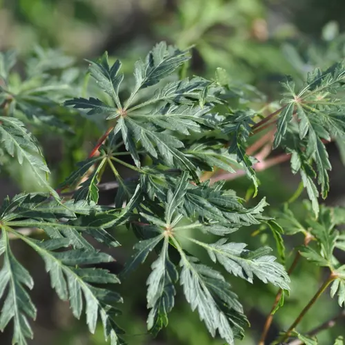 Style extérieur：Erable du Japon (ACER PALMATUM DISSECTUM PALMATIFIDIUM ) Le pot de 3 litres