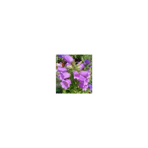 La solution pour vos extérieurs:Campanula Medium - Le pot de 1 litre