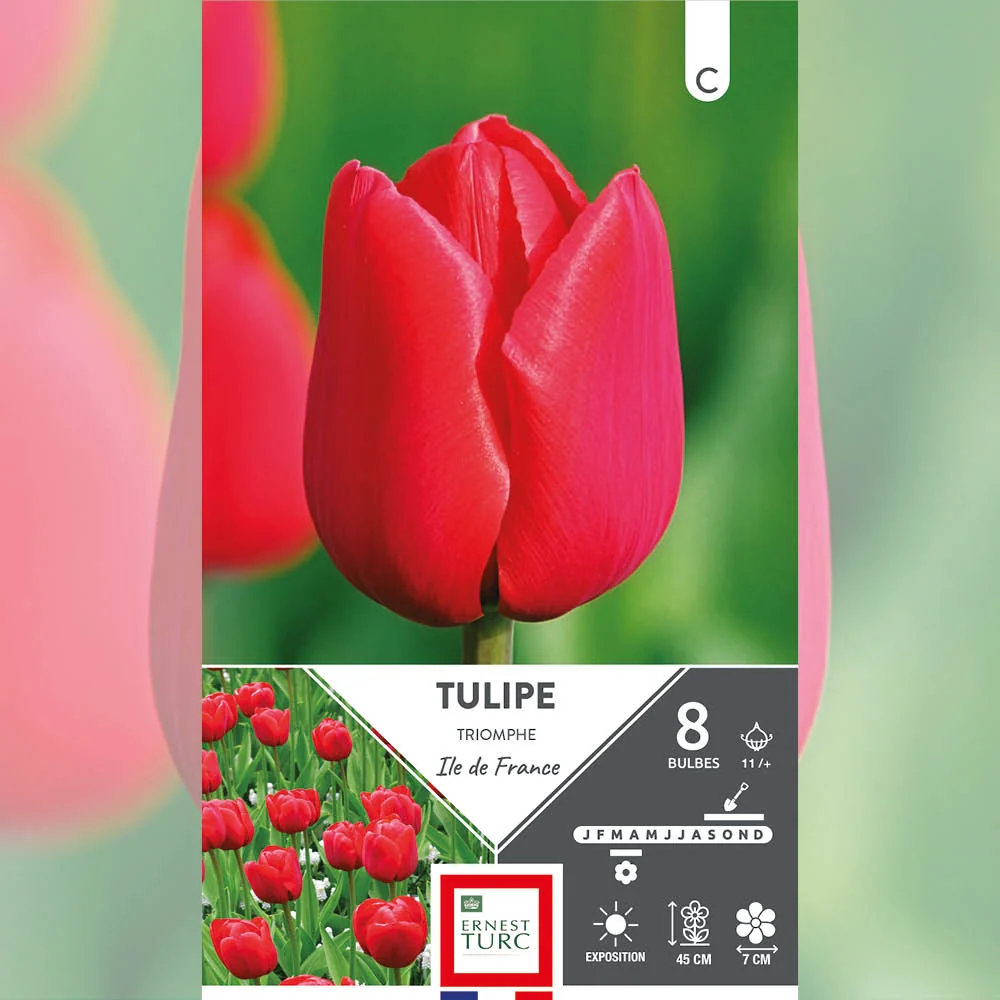 TULIPE TRIOMPHE ILE DE France
