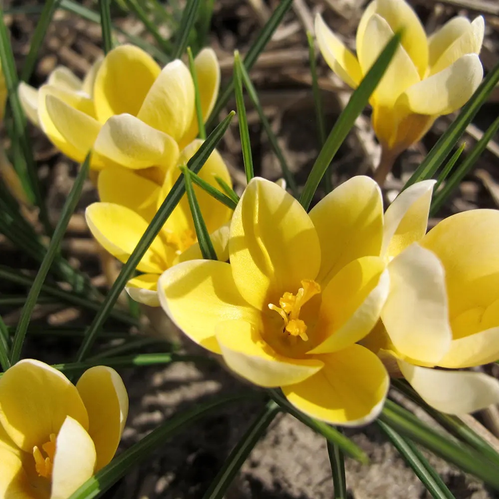 CROCUS CHRYSANTHUS "ROMANCE" AB