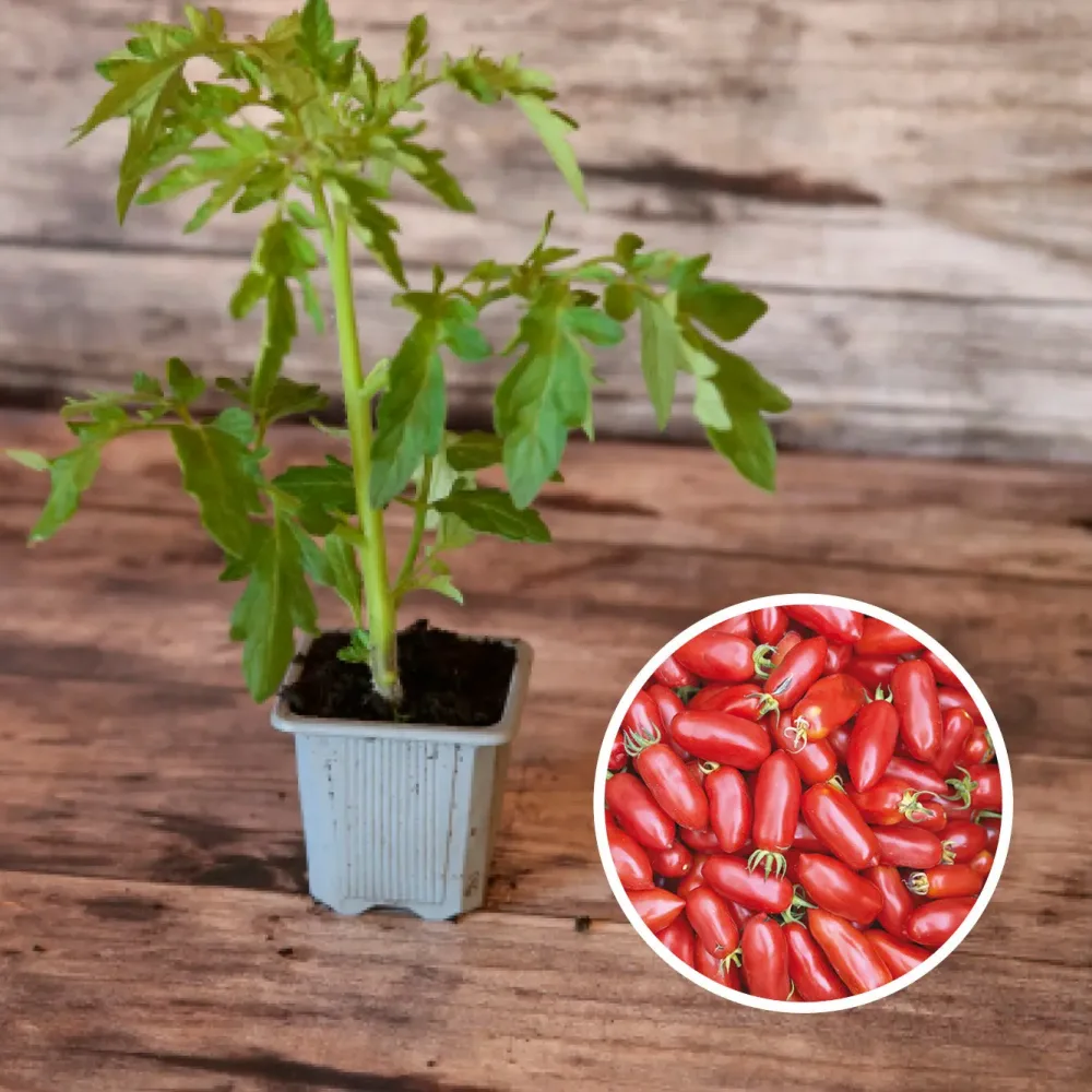 TOMATE ANDINE CORNUE AB - PLANT