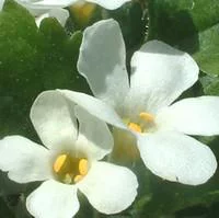 Tout au jardin:Bacopa - Le pot de 1 litre