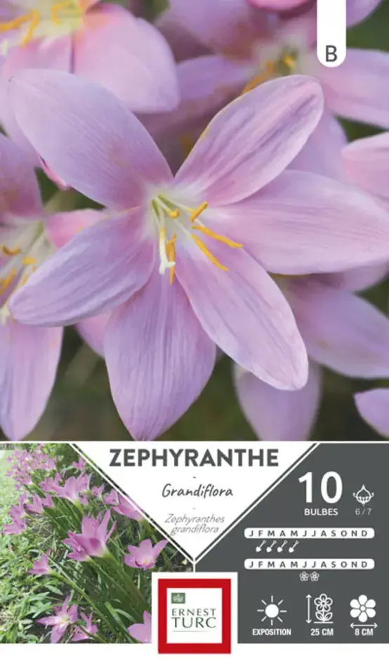 ZÉPHYRANTHES ROSE