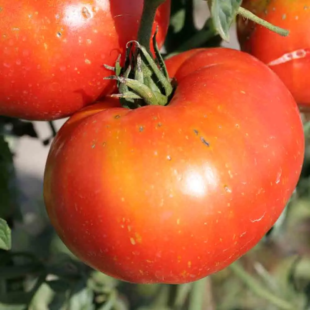 TOMATE JOIE DE LA TABLE AB