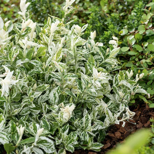 Pour un jardin bien organisé:Fusain Harlequin en pot de 3 litres