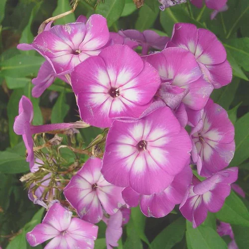 Jardin et idées:Phlox Paniculata. En pot de 5 litres