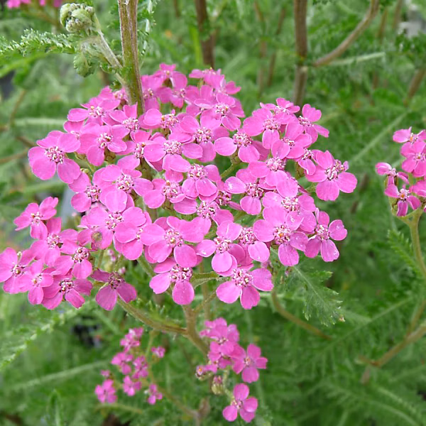 6 x Achillée 'Lilac Beauty' | Achillea millefolium 'Lilac Beauty' – godet 9cm x 9cm