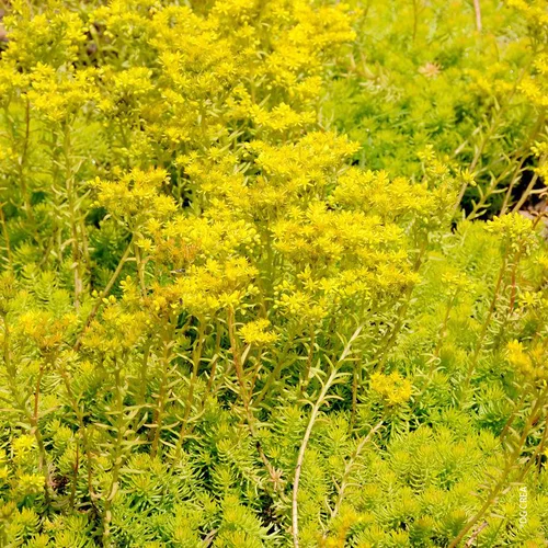 Jardin bien-être:Sedum 'Angelina'S - Le pot de 1 litre