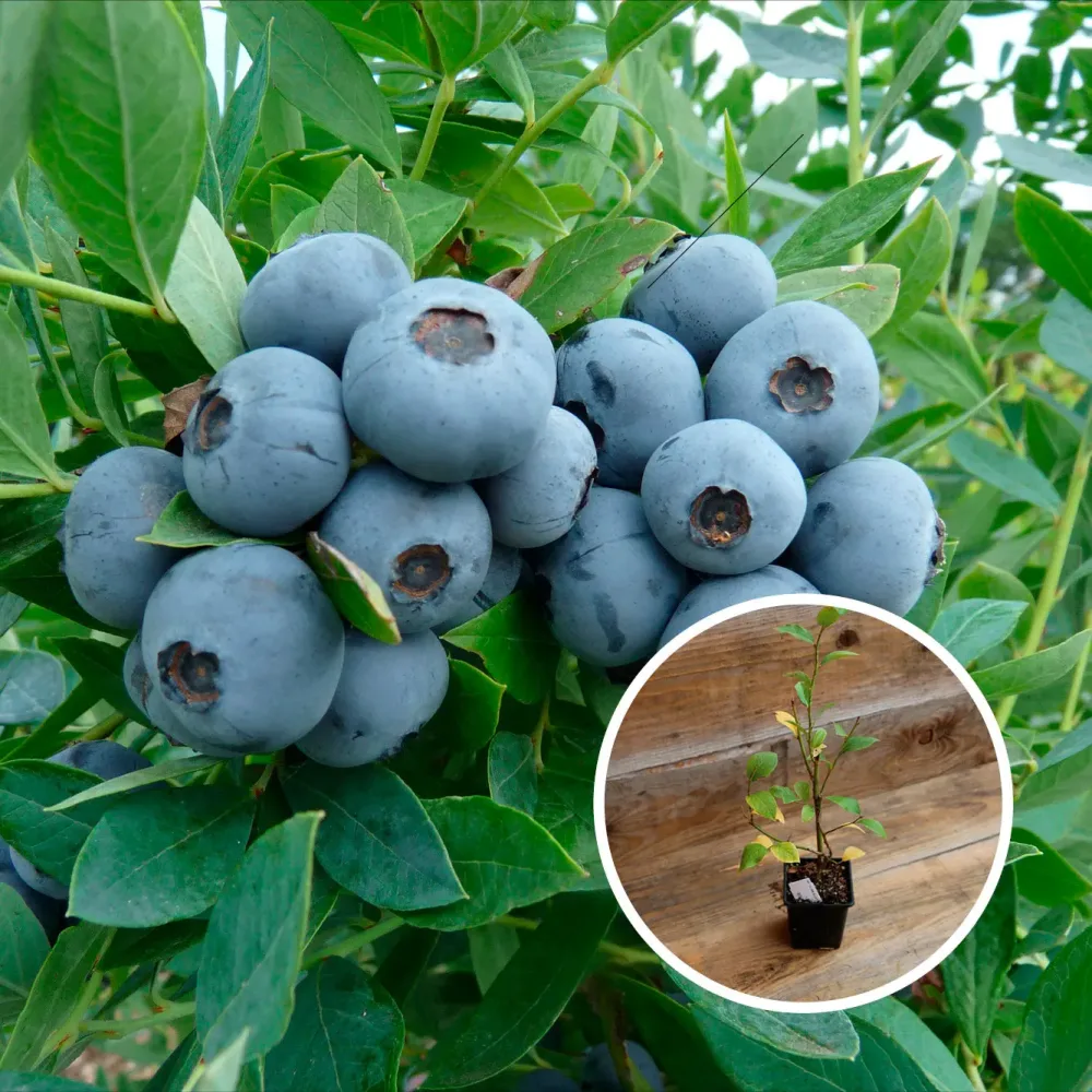 MYRTILLIER SUNSHINE BLUE AB - PLANT