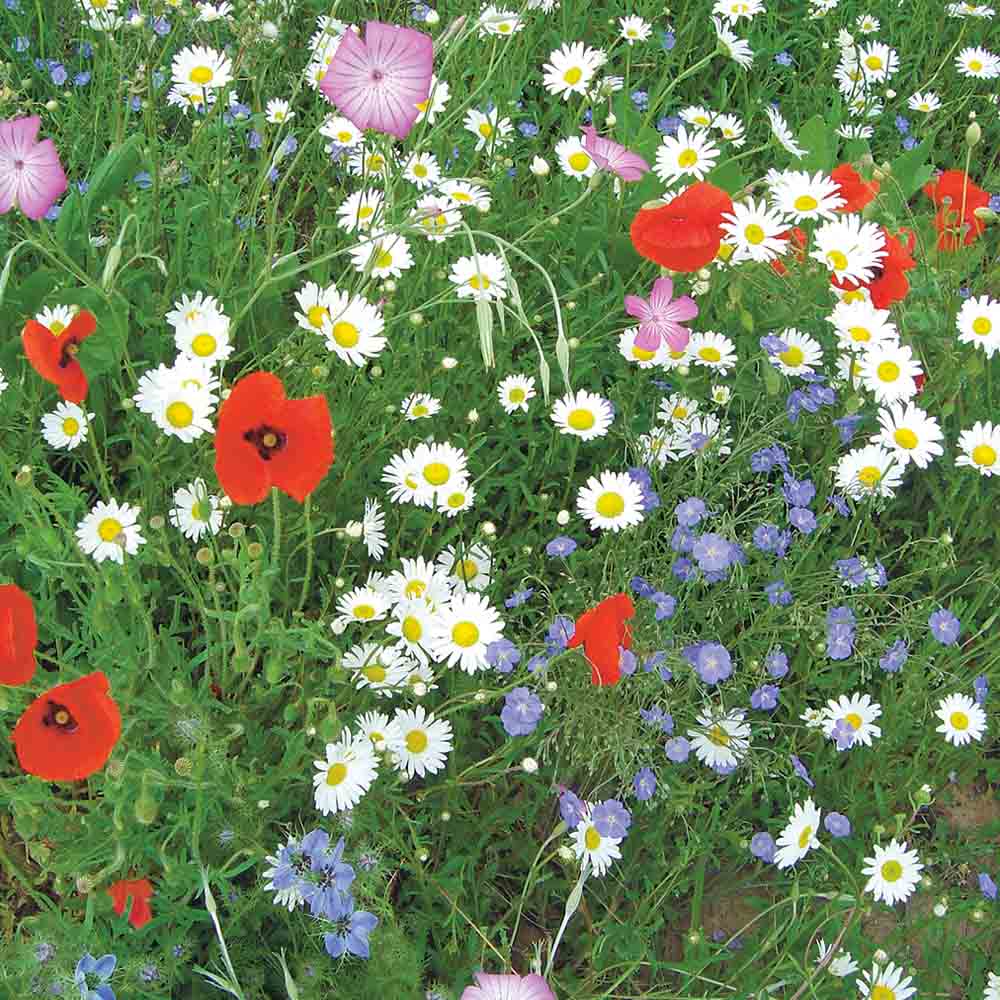 MÉLANGE FLEURI - FLORE FRANÇAISE NT