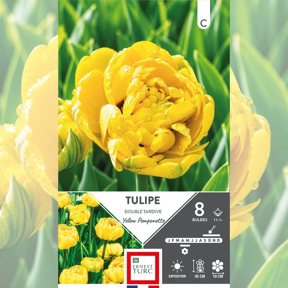 TULIPE DOUBLE TARDIVE YELLOW POMPONETTE