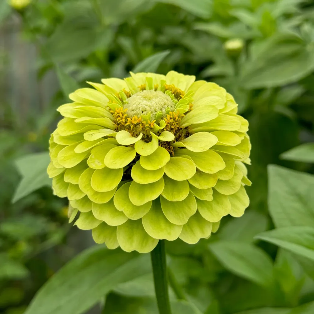 ZINNIA A FLEURS DE DAHLIA GREEN ENVY AB