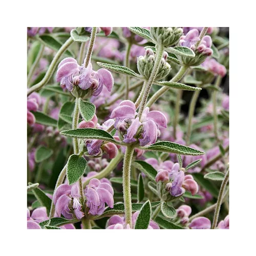 Une idée pratique pour le jardin:Phlomis purpurea en pot de 3 litres