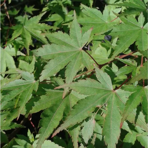 Déco extérieur:Érable du Japon vert. Le pot de 90 litres, 140/150 cm