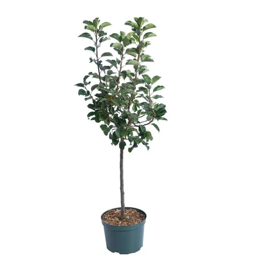 Pour plus de confort à l’extérieur:Pommier Nain Croquella® Delgrana. Le pot de 10 litres en forme 1/4 tige