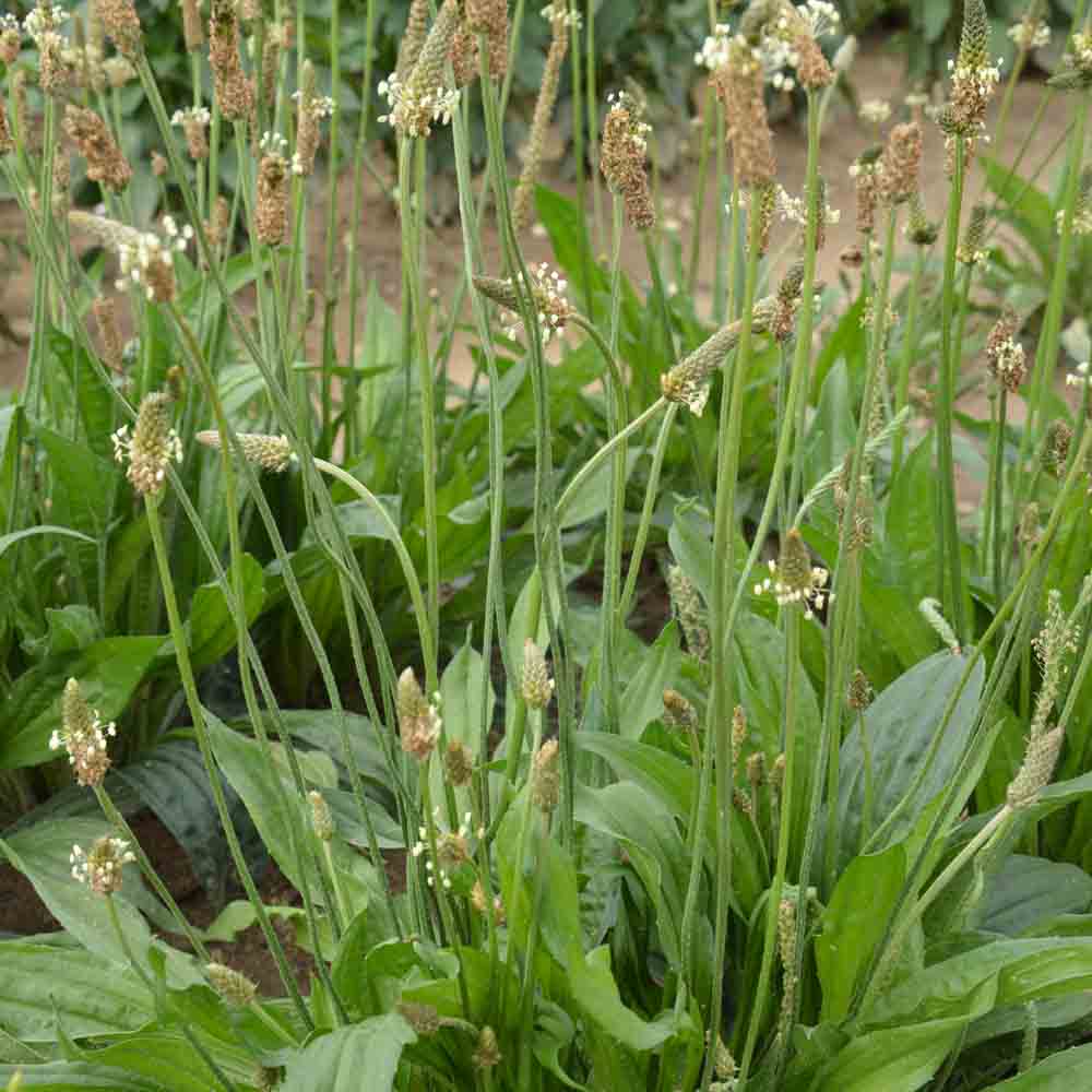 PLANTAIN LANCÉOLÉ AB