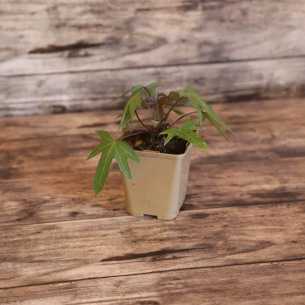 PATATE DOUCE SAKURA - AB - PLANT