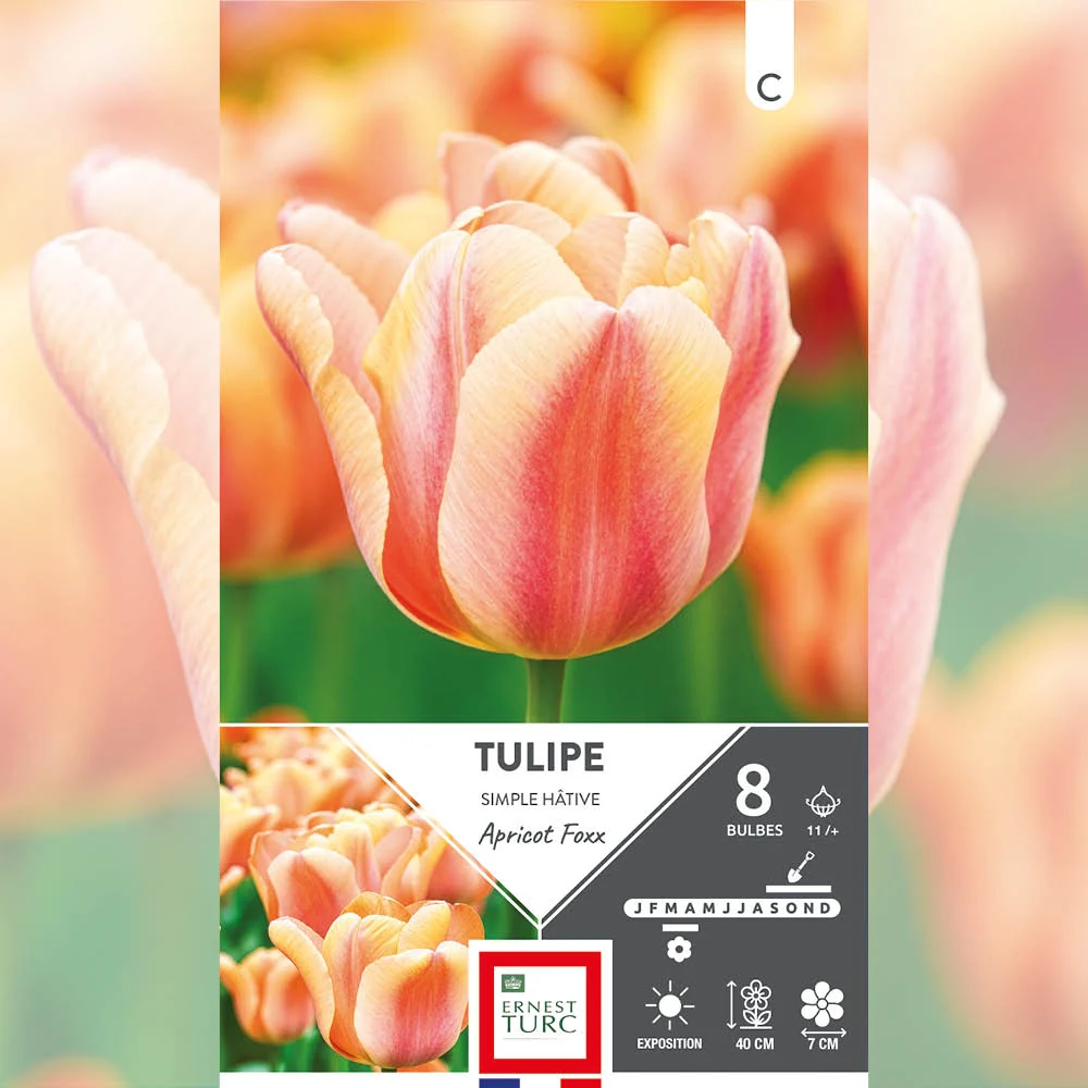 TULIPE SIMPLE HÂTIVE APRICOT FOXX